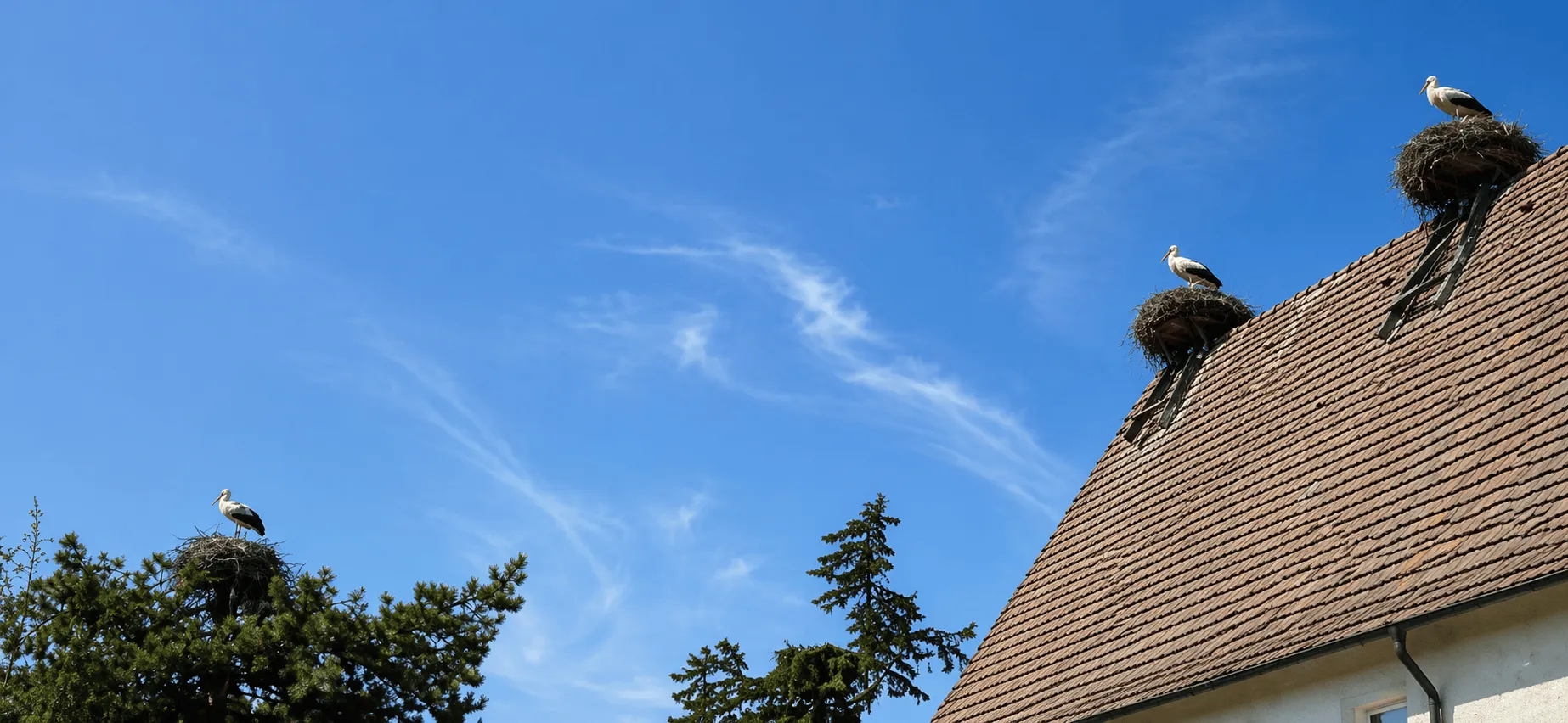 Unauffällig montierte Storchenabwehr im Dachbild
